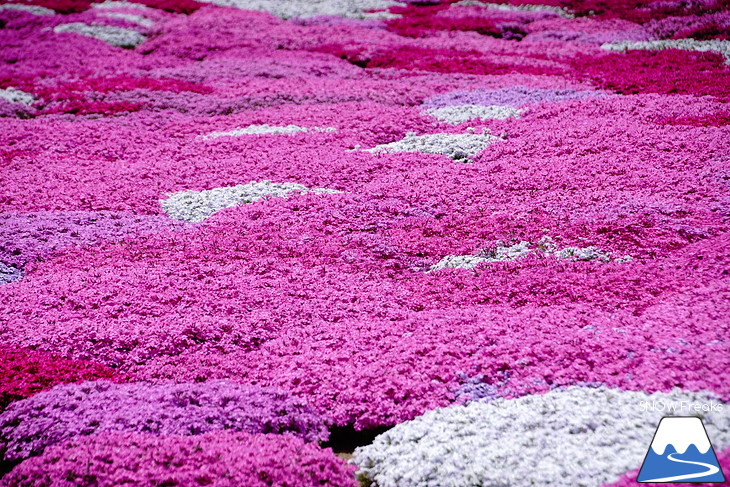 倶知安旭ヶ丘スキー場と三島さん家の芝桜の丘。